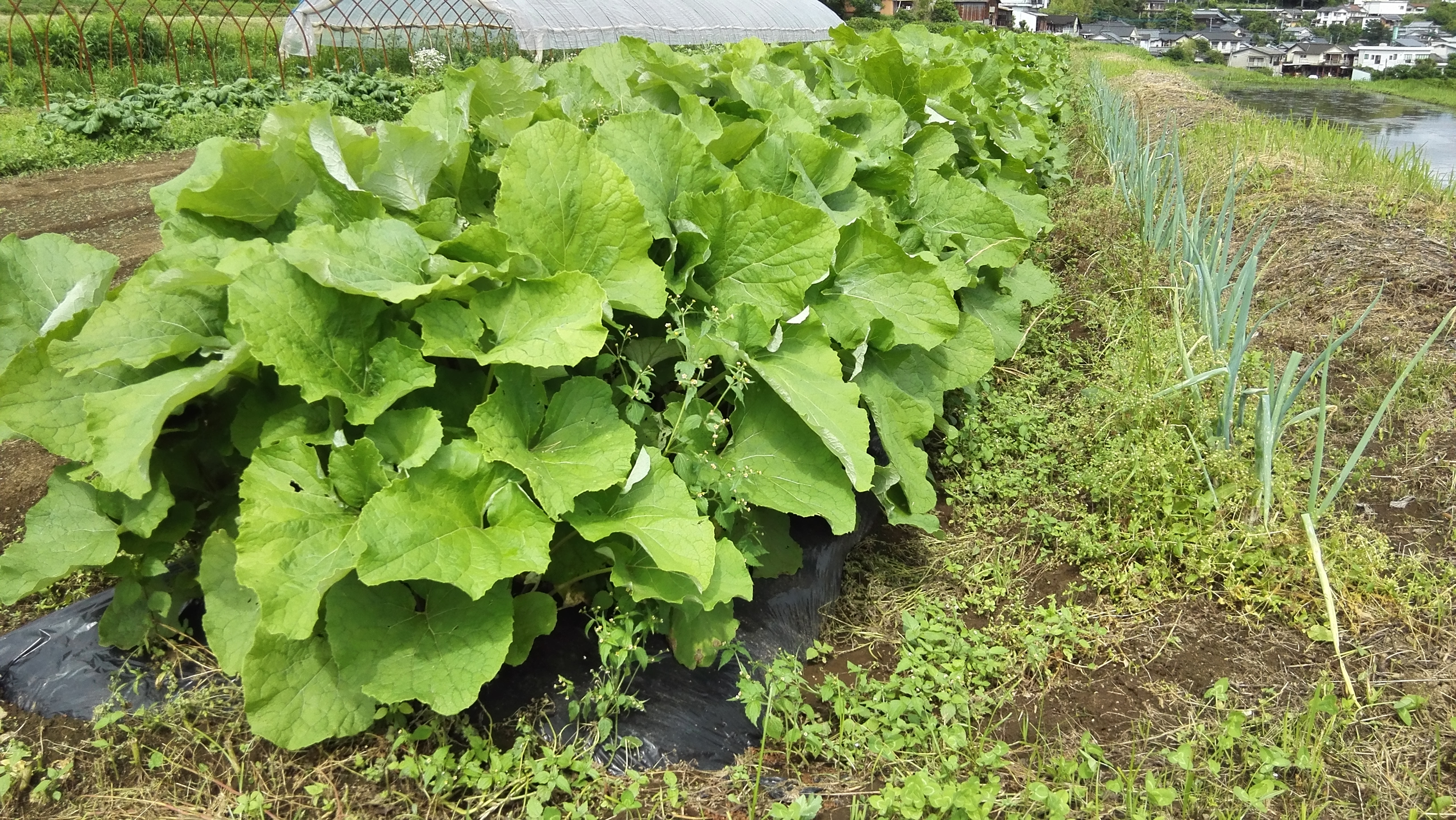 農場だより 西森ゆうじん農場